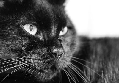 Close-up portrait of cat