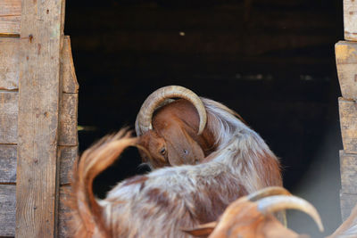 Close-up of a monkey