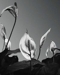 Close-up of white lily plant against sky