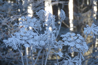 Close-up of frozen tree