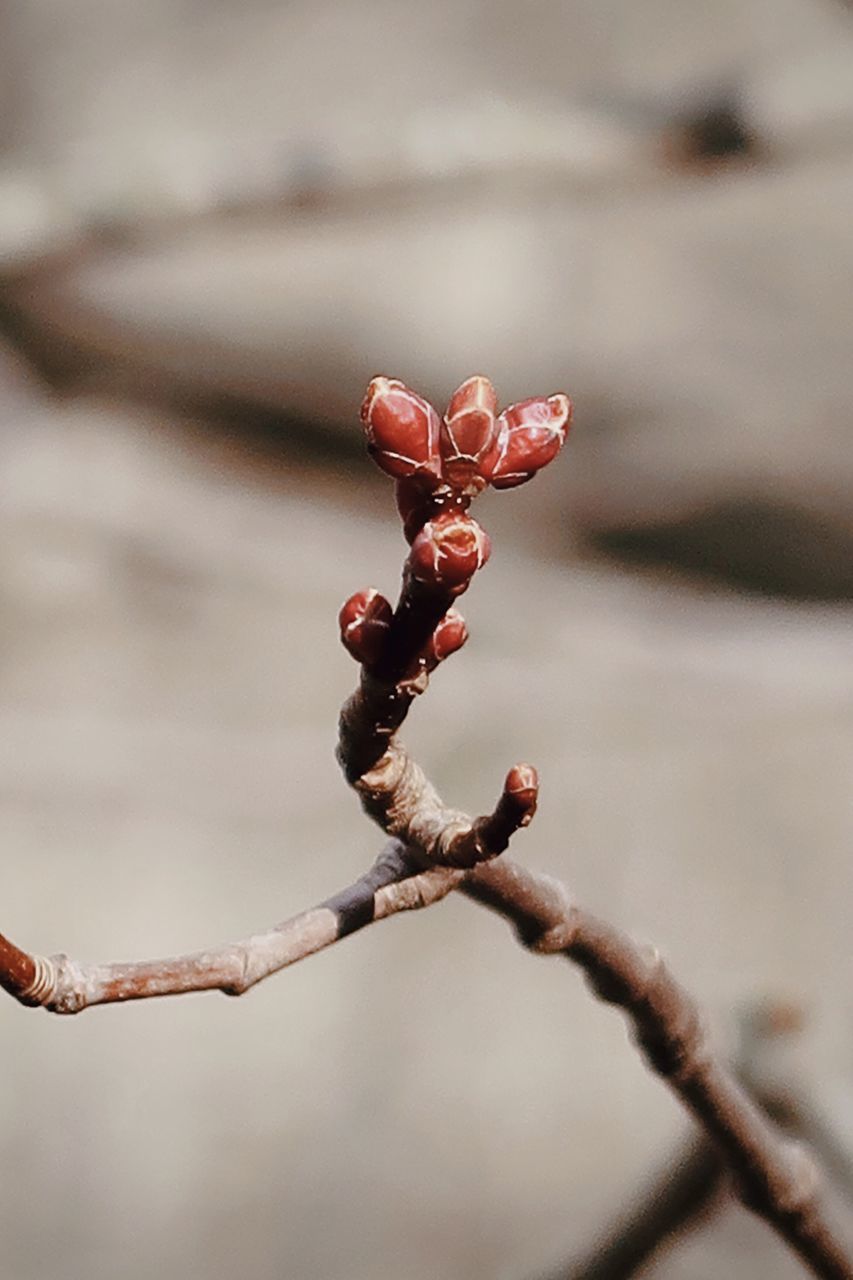 CLOSE-UP OF BUDS ON BRANCH