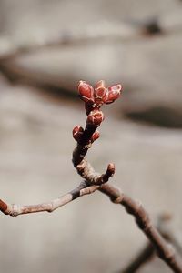 Close-up of flower buds growing on tree