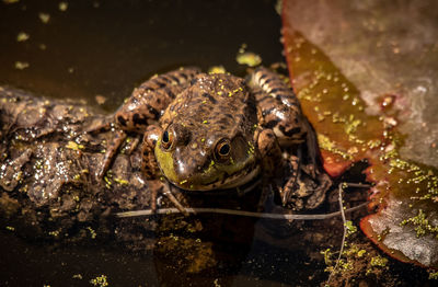 Close-up of frog in lake