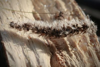 Close-up of insect on wood