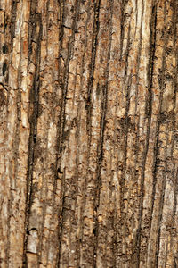 Full frame shot of tree trunk