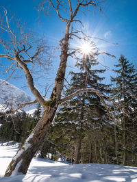 Trees on snow covered land against sky