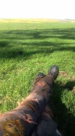 grass