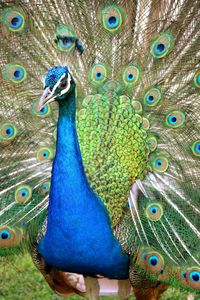 Cute peacock 