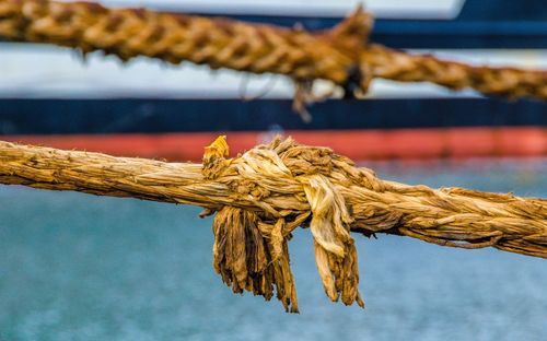 Close-up of rope 