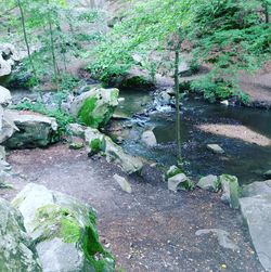 Plants growing by river in forest