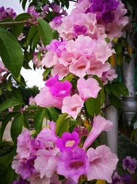 Close-up of pink flowers