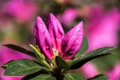 Close-up of pink flower blooming outdoors