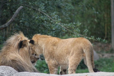 View of two cats on the ground