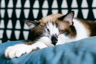 Close-up of cat lying on bed