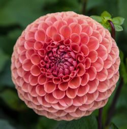 Close-up of pink flower