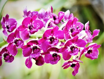 Close-up of pink flowering plants