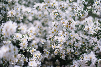 Close-up of white flowers