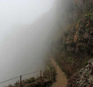 Panoramic view of trees on mountain