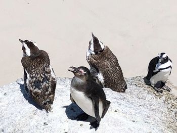 High angle view of birds on snow covered land
