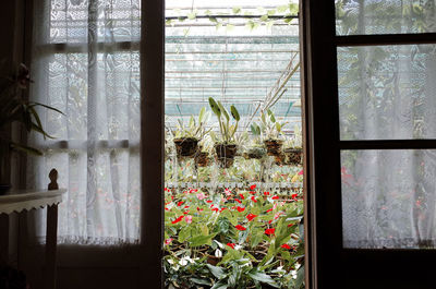 Close-up of plants seen through window