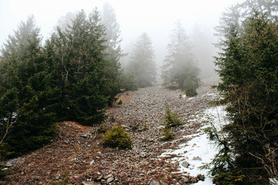 Scenic view of waterfall in forest during winter