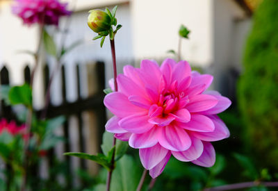 Close-up of pink flower