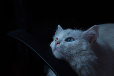 Close-up of cat head on chair handle