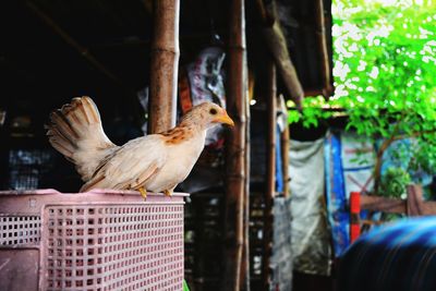 Swarf chicken in the farm