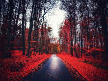 Road amidst trees in forest during autumn