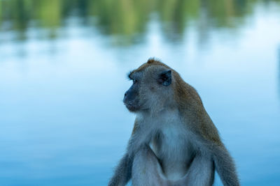 Monkey sitting on a lake