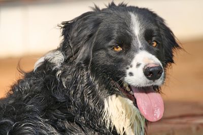 Close-up portrait of black dog