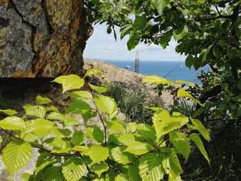 Plants by sea against sky