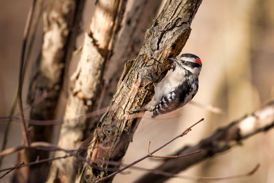 Close-up of bird perching on branch