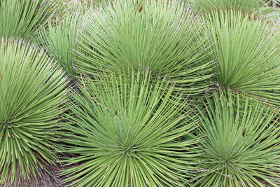 Full frame shot of plants