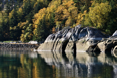 Scenic view of lake in forest