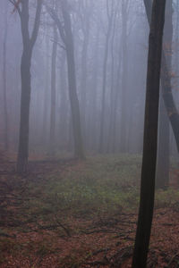 Trees in forest