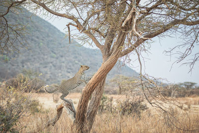 Leopard on a tree at sunset - samburu national reserve, north kenya
