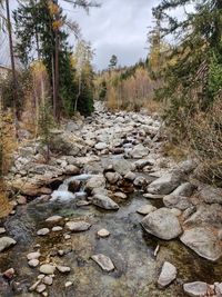 Stream flowing through rocks in forest