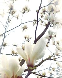 Low angle view of white flowers blooming on tree