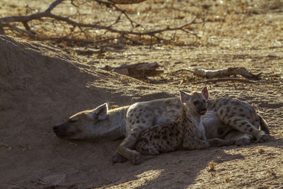 High angle view hyenas relaxing on land