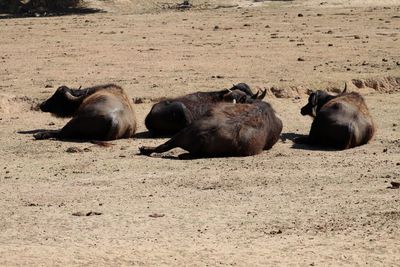 Buffalo resting on barren landscape