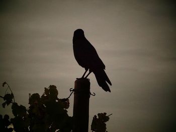 Silhouette bird perching on wooden post