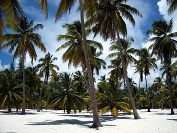 Palm trees on beach against sky