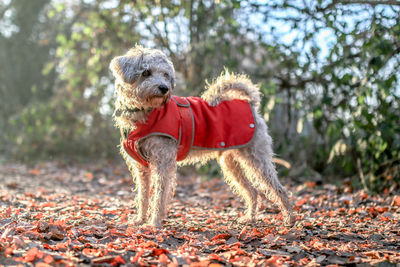 Close-up of of dog with red clothing