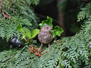 Close-up of bird perching on plant