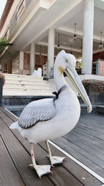 Seagull perching on railing