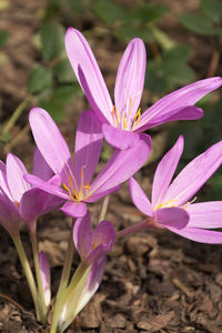 Close-up of purple crocus flowers