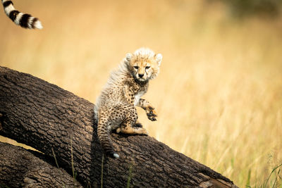 Full length of cheetah on land