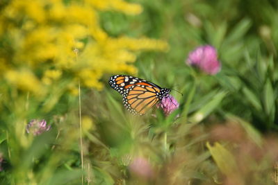 Close-up of butterfly pollinating on purple flower