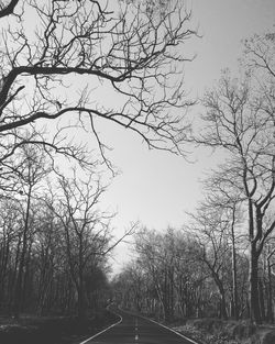 Bare trees against clear sky